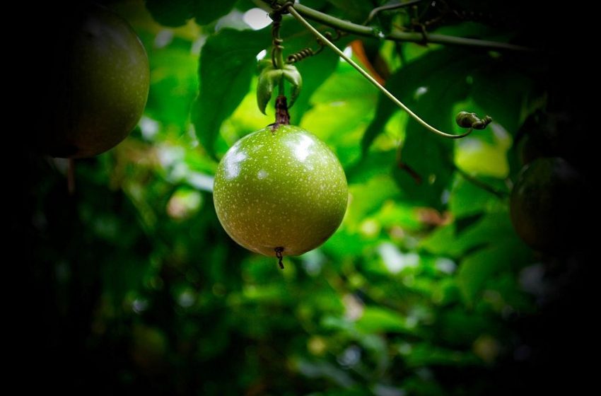  A Portable Deep Learning-based Platform for Passion Fruit Disease Identification