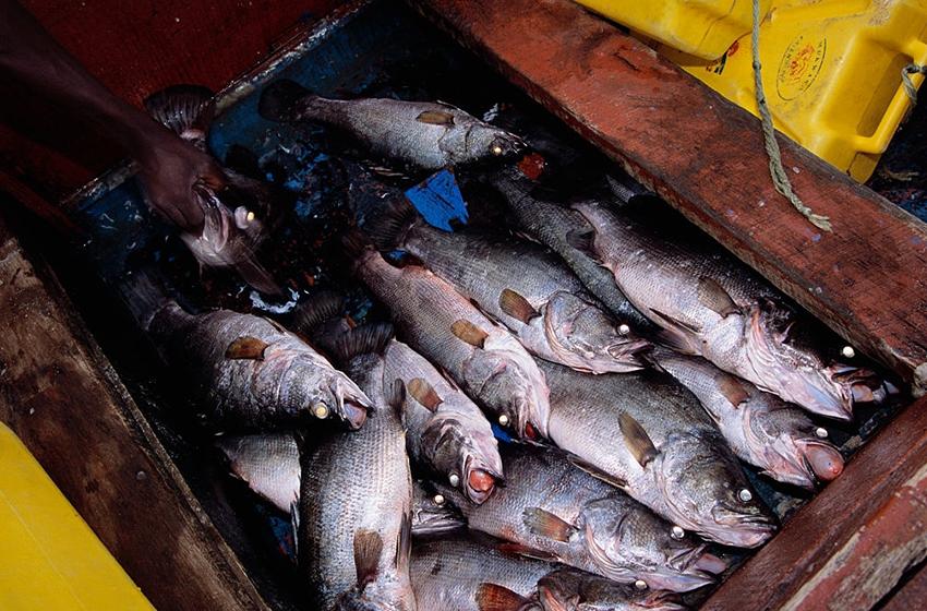  Using the One Health Approach to Design Interventions to Reduce the Fish Disease Burden in Aquaculture Production Systems in Uganda