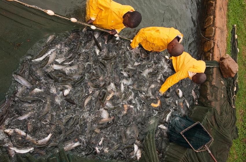  Strengthening the capacity of small holder fish farmers and fisheries extension officers to mitigate the risk of fish diseases in fish farms in Uganda