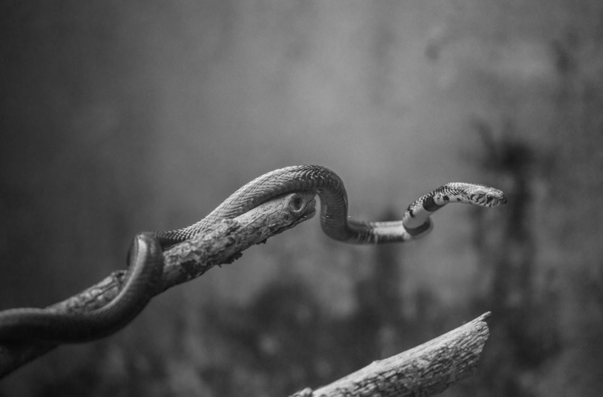  The Burden Of Snakebite And Snakebite Envenoming In Uganda: A Community Survey And Facility Audit